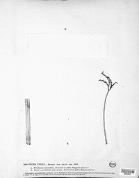 Boeremia exigua image